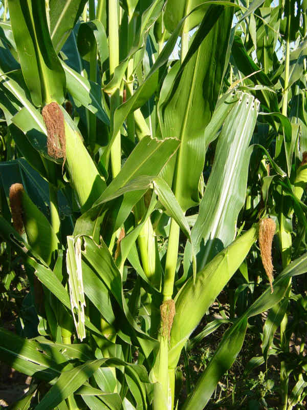 Navajo corn in the field