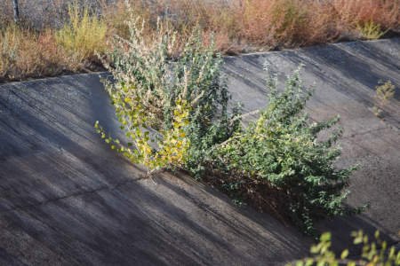 Weeds Growing in Canal