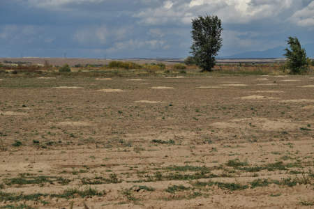 Prairie Dogs Move into Abandoned Farmland