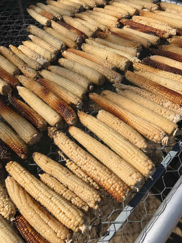 Drying White Corn